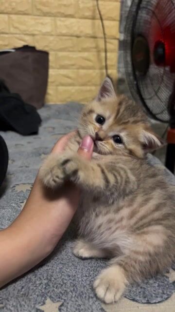 Mèo Black Golden 1 tháng rưỡi. Mua bán Mèo tại Quận 3 Tp Hồ Chí Minh được đăng bởi Võ Phương Uyên hình 1