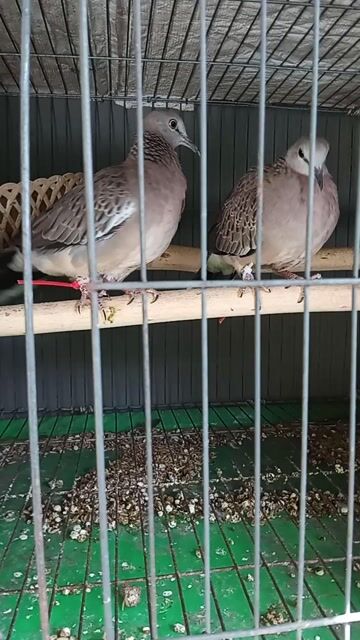 Chim cu gáy Malai thúc gù zin. Mua bán Chim tại Huyện Đức Hòa Long An được đăng bởi cu hình 1