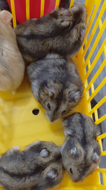 Chuột Hamster Syrian Hiền lành Nhiều màu. Mua bán Thú cưng khác tại Huyện Hóc Môn Tp Hồ Chí Minh được đăng bởi hàng hiệu  hình 1