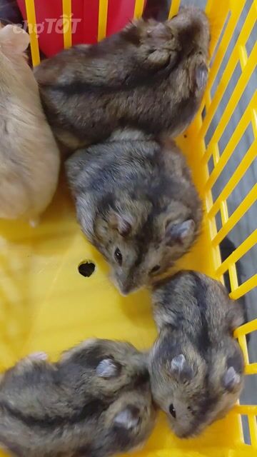 Chuột Hamster Syrian Hiền lành Nhiều màu. Mua bán Thú cưng khác tại Huyện Hóc Môn Tp Hồ Chí Minh được đăng bởi hàng hiệu  hình 1