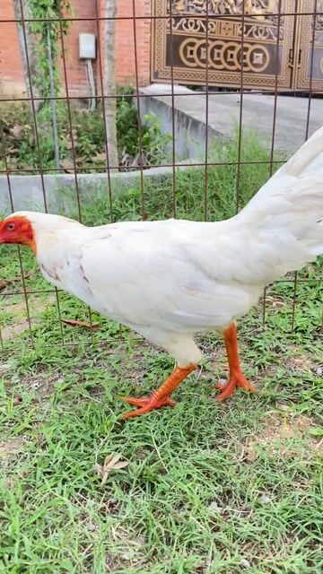 Bứơm tơ Thái Mỹ 1,9/ 2kg. Mua bán Gà tại Thành phố Biên Hòa Đồng Nai được đăng bởi Đinh Hoàng Nam hình 1