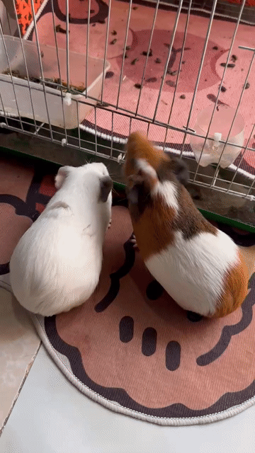 Chuột lang Trắng Nâu. Mua bán Thú cưng khác tại Thị xã Tân Uyên Bình Dương được đăng bởi Tên chưa cung cấp hình 1