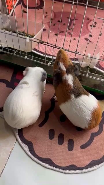 Chuột lang Trắng Nâu. Mua bán Thú cưng khác tại Thị xã Tân Uyên Bình Dương được đăng bởi Tên chưa cung cấp hình 1