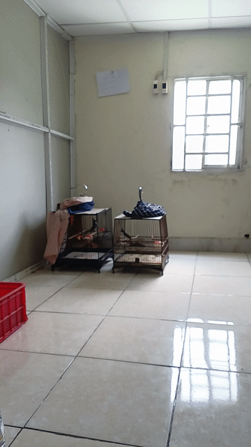 Chim chào mào má trắng 1 mùa. Mua bán Chim tại Quận 12 Tp Hồ Chí Minh được đăng bởi Minh Toàn hình 1