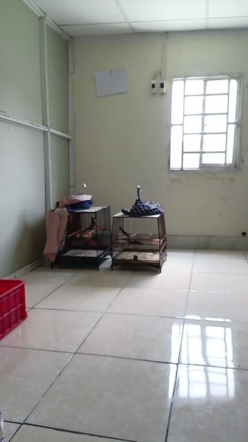 Chim chào mào má trắng 1 mùa. Mua bán Chim tại Quận 12 Tp Hồ Chí Minh được đăng bởi Minh Toàn hình 1