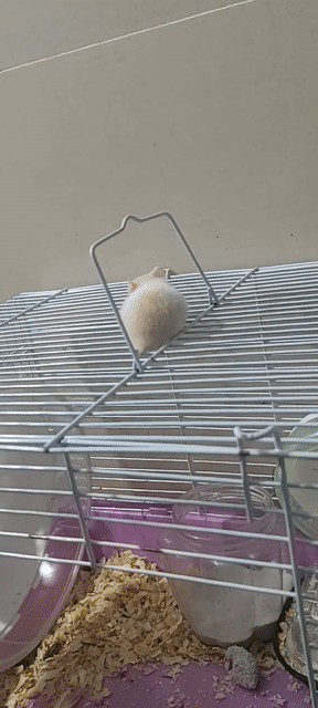 Chuột Hamster Trắng Nâu. Mua bán Thú cưng khác tại Huyện Bến Lức Long An được đăng bởi Hanh hình 1
