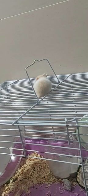 Chuột Hamster Trắng Nâu. Mua bán Thú cưng khác tại Huyện Bến Lức Long An được đăng bởi Hanh hình 1