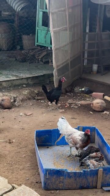 Gà con peru. Mua bán Gà tại Quận Bình Thuỷ Cần Thơ được đăng bởi kkkkkk hình 1