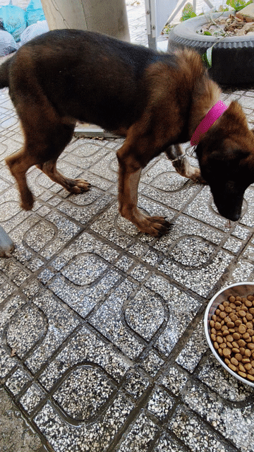 Malinois Đực 6 tháng Tây Ninh. Mua bán Chó tại Thành phố Tây Ninh Tây Ninh được đăng bởi Tphương hình 1