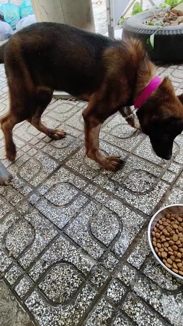 Malinois Đực 6 tháng Tây Ninh. Mua bán Chó tại Thành phố Tây Ninh Tây Ninh được đăng bởi Tphương hình 1