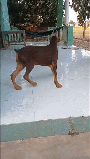 Chó Doberman đực 3.5 tháng. Mua bán Chó tại Huyện Cần Đước Long An được đăng bởi Where Are You hình 1