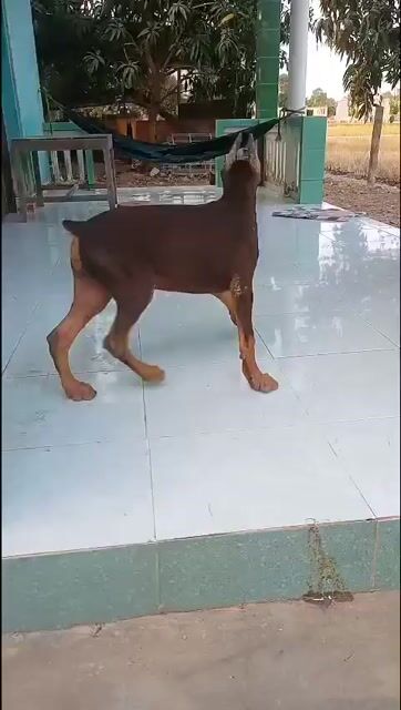Chó Doberman đực 3.5 tháng. Mua bán Chó tại Huyện Cần Đước Long An được đăng bởi Where Are You hình 1