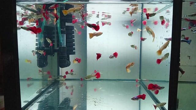 Cá cảnh Gold / Dumbo. Mua bán Thú cưng khác tại Thành phố Thủ Đức Tp Hồ Chí Minh được đăng bởi trần thị thảo giang hình 1