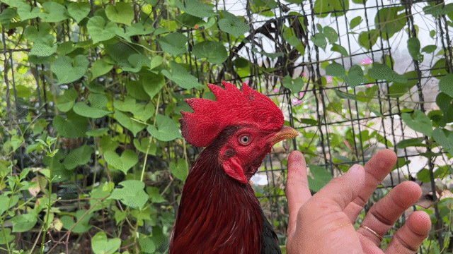Gà chọi silThái  điều lá 2.4kg. Mua bán Gà tại Huyện Long Phú Sóc Trăng được đăng bởi Farm Gà đá ST  hình 1