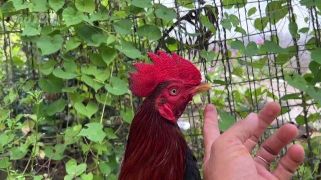 Gà chọi silThái  điều lá 2.4kg. Mua bán Gà tại Huyện Long Phú Sóc Trăng được đăng bởi Farm Gà đá ST  hình 1