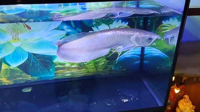 Cá rồng Bạc 50cm. Mua bán Thú cưng khác tại Huyện Bình Chánh Tp Hồ Chí Minh được đăng bởi Hien Phan thanh hình 1