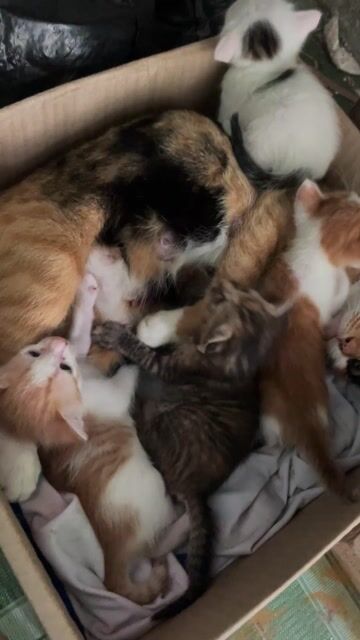 Mèo ALN lai Vàng cam dưới 2 tháng. Mua bán Mèo tại Quận Cái Răng Cần Thơ được đăng bởi Hồng Thắm hình 1