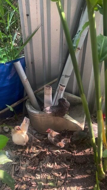 Gà kiểng nhiều màu khỏe mạnh. Mua bán Gà tại Quận Thốt Nốt Cần Thơ được đăng bởi Phan Van Khai hình 1