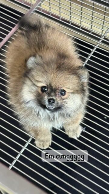Pom mini màu cam Thuần chuẩn Đà Nẵng. Mua bán Chó tại Quận Thanh Khê Đà Nẵng được đăng bởi Thy Thy hình 1