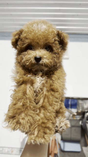 Chó Poodle nhỏ đực màu Nâu. Mua bán Chó tại Thành phố Long Khánh Đồng Nai được đăng bởi Châu Trần hình 1