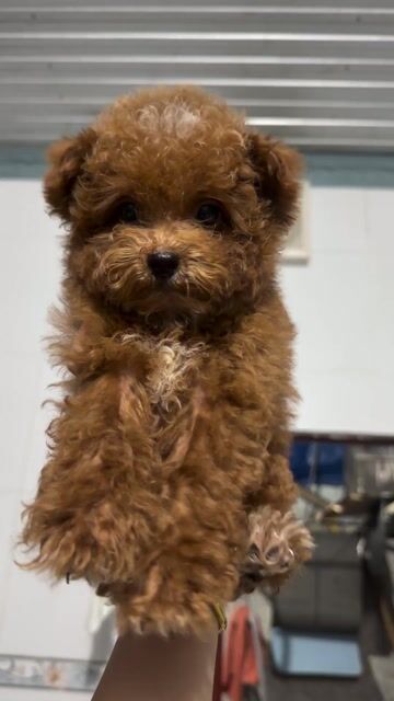 Chó Poodle nhỏ đực màu Nâu. Mua bán Chó tại Thành phố Long Khánh Đồng Nai được đăng bởi Châu Trần hình 1