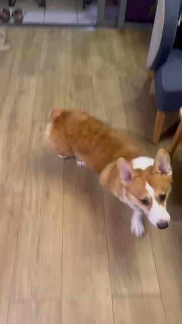 Chó Corgi đực 2 tuổi Nâu trắng. Mua bán Chó tại Quận 4 Tp Hồ Chí Minh được đăng bởi Kiều My hình 2