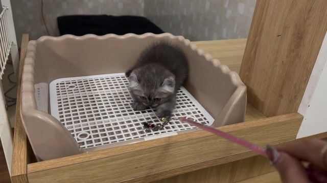 Mèo chân lùn. Mua bán Mèo tại Quận 12 Tp Hồ Chí Minh được đăng bởi Petty Pet hình 1