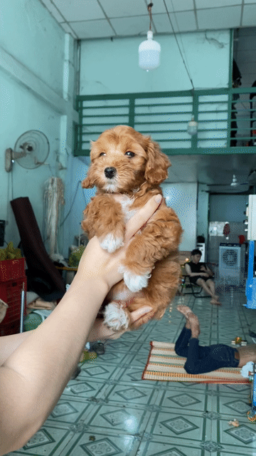 Chó Poodle Nâu. Mua bán Chó tại Quận Bình Tân Tp Hồ Chí Minh được đăng bởi Trinh Luna hình 1
