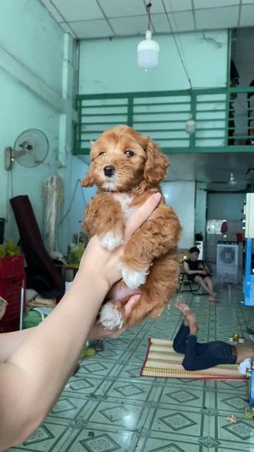 Chó Poodle Nâu. Mua bán Chó tại Quận Bình Tân Tp Hồ Chí Minh được đăng bởi Trinh Luna hình 1