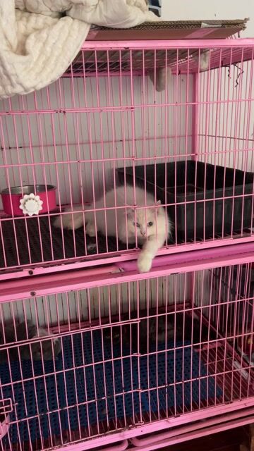 Mèo Ald đực. Mua bán Mèo tại Thành phố Buôn Ma Thuột Đắk Lắk được đăng bởi Lê Xuân Thịnh hình 1