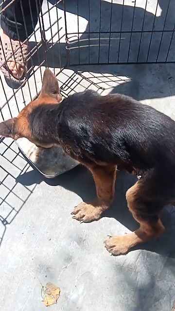 Chó Becgie nâu đen. Mua bán Chó tại Quận Cẩm Lệ Đà Nẵng được đăng bởi Cao Học hình 1