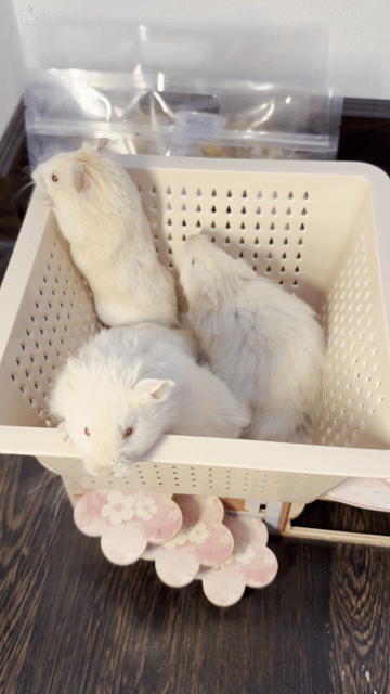 Hamster Lông xù đực Mũi Cam F1. Mua bán Thú cưng khác tại Thành phố Thủ Đức Tp Hồ Chí Minh được đăng bởi Hamster Nest hình 1