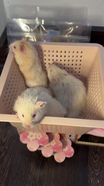 Hamster Lông xù đực Mũi Cam F1. Mua bán Thú cưng khác tại Thành phố Thủ Đức Tp Hồ Chí Minh được đăng bởi Hamster Nest hình 1