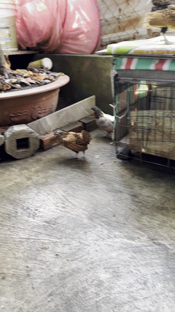 Gà cảnh Đen vàng Cả hai. Mua bán Gà tại Quận 7 Tp Hồ Chí Minh được đăng bởi Than Vo hình 1