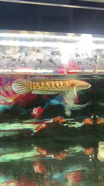 Cá Lóc Nữ Hoàng 20cm Khỏe mạnh. Mua bán Thú cưng khác tại Huyện Bình Chánh Tp Hồ Chí Minh được đăng bởi Tuấn Anh hình 1