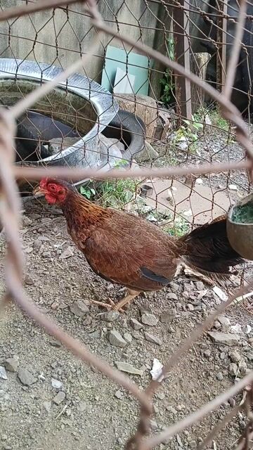 Gà mái tre Cái. Mua bán Gà tại Huyện Thống Nhất Đồng Nai được đăng bởi Tuấn Trương hình 1