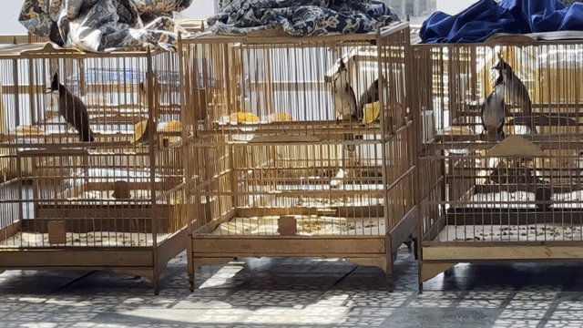 Chim chào mào hơn 1 tháng bổi mộc. Mua bán Chim tại Quận Sơn Trà Đà Nẵng được đăng bởi quan hình 1