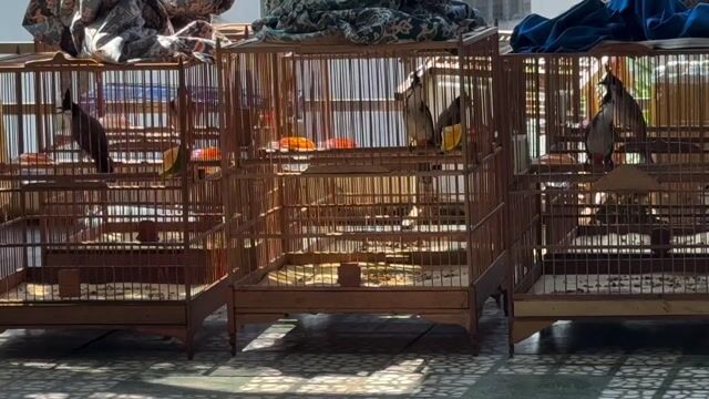 Chim chào mào hơn 1 tháng bổi mộc. Mua bán Chim tại Quận Sơn Trà Đà Nẵng được đăng bởi quan hình 1