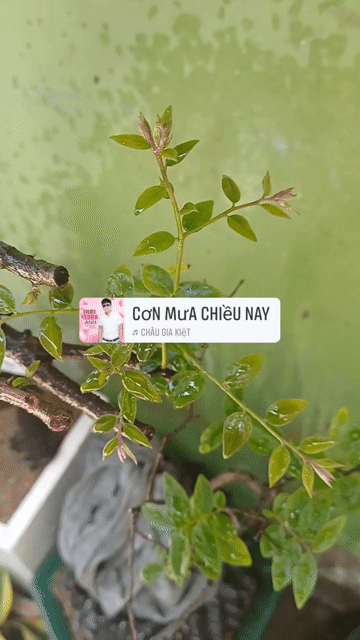 Cây cảnh bonsai Muội hồng. Mua bán Cây cảnh, đồ trang trí tại Huyện Bình Chánh Tp Hồ Chí Minh được đăng bởi  Le Hoang Anh hình 1