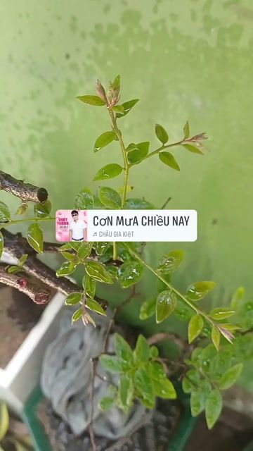 Cây cảnh bonsai Muội hồng. Mua bán Cây cảnh, đồ trang trí tại Huyện Bình Chánh Tp Hồ Chí Minh được đăng bởi  Le Hoang Anh hình 1