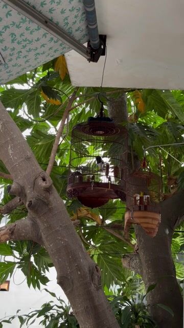Choè than bổi nuôi 2-3 mùa không lỗi, hót cả ngày. Mua bán Chim tại Quận Ninh Kiều Cần Thơ được đăng bởi Duy Thức chuyên iphone Lock Cần Thơ hình 1