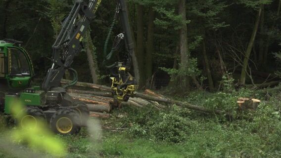 Le ramasseur du bois