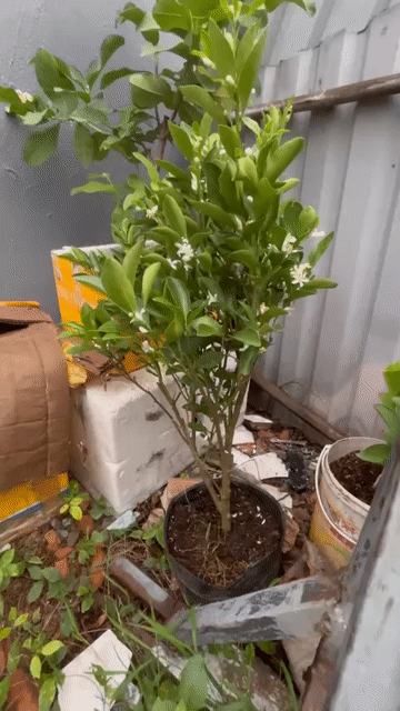 Cây tắc đang có hoa. Mua bán Cây cảnh, đồ trang trí tại Thành phố Dĩ An Bình Dương được đăng bởi ken hình 1