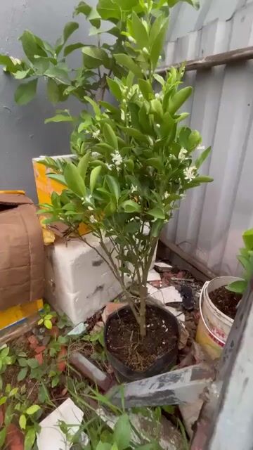 Cây tắc đang có hoa. Mua bán Cây cảnh, đồ trang trí tại Thành phố Dĩ An Bình Dương được đăng bởi ken hình 1