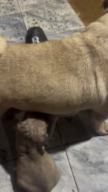 Chó Bug lai nâu hơn 1 tháng. Mua bán Chó tại Thành phố Biên Hòa Đồng Nai được đăng bởi tuấn  hình 1