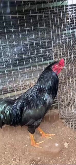 Gà chọi Đen Đực 2.5kg. Mua bán Gà tại Huyện Châu Đức Bà Rịa - Vũng Tàu được đăng bởi Nguyên quan truong hình 1