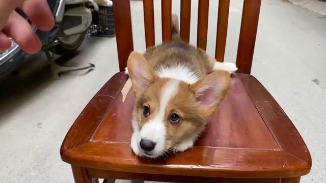 Bạn đang tìm 1 chú cún đáng yêu chứ ?Corgi đi !. Mua bán Chó tại Quận Đống Đa Hà Nội được đăng bởi Tùng Lâm corgi hình 1