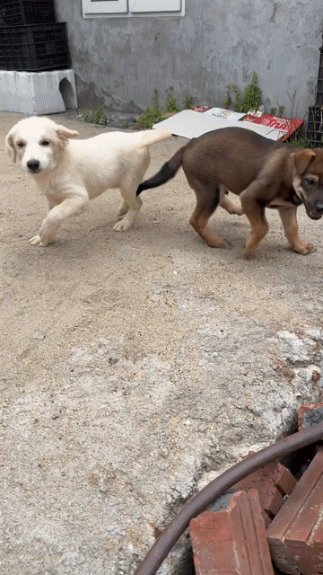 Bán Chó Cỏ, Chó Lai Becgie Nòi To. Có 2 Con Khác Ổ. Mua bán Chó tại Thành phố Vinh Nghệ An được đăng bởi Hoàng Anh Hoàng Huy Ơi hình 1