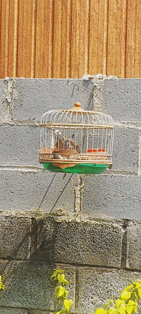 Chim cu gáy trống đã gáy và lồng. Mua bán Chim tại Huyện Vĩnh Cửu Đồng Nai được đăng bởi Tấn Khang hình 1