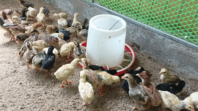 Gà Thái Mỹ giống 20 ngày tuổi. Mua bán Gà tại Thành phố Sóc Trăng Sóc Trăng được đăng bởi Tiền Gà  hình 1